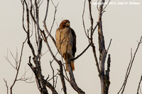 Red Tail Hawk, Horicon Marsh State Wildlife Area