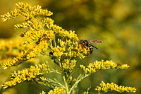 Wasp on Goldenrod
