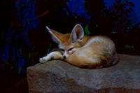 Fennec Fox, Milwaukee County Zoo, WI