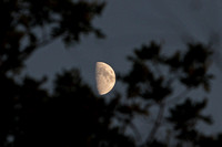 Fall Moon, Kettle Moraine State Forest