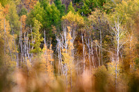 Fall Colors, Loew Lake S.P., WI