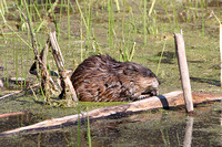 Beaver, Muskrat