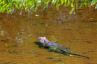 American Aligator, Florida