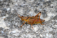 Locust, Everglades, FL