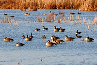 Geese at the Horicon National Wildlife Refuge