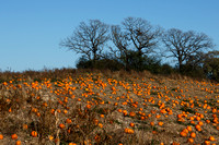 Pumpkin Fields, Waukesha County