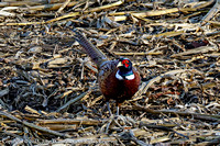 Pheasant, Horicon Marsh State Wildlife Area
