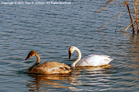 Trumpeter Swans, Horicon National Wildlife Refuge