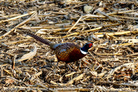 Pheasant, Horicon Marsh State Wildlife Area