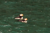 Murres, Puffins, and Kin
