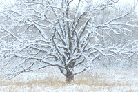 Snowy Tree, Horicon National Wildlife Refuge