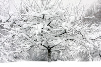 Apple Tree, Winter in Wisconsin