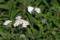 Cabbage White Butterfly, Horicon Marsh, WI