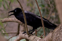 Australian Raven, Sydney, Australia