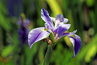 Wild Iris, Florida