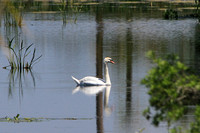 Mute Swan, Florida