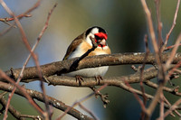 "Angry Bird" European Goldfinch
