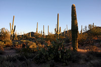 Saguaro N.P., AZ