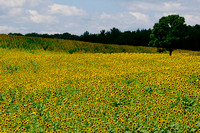 Pope Farm Conservancy - Sunflowers