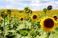 Pope Farm Conservancy - Sunflowers