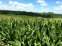 Pope Farm Conservancy - Corn