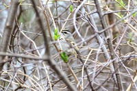 Warblers, Kinglets, and Allies