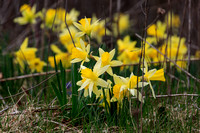Wild Daffodils, Delafield, WI