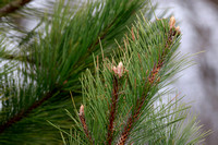 Pine, new growth, Delafield, WI