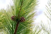 Pine Cones, Delafield, WI