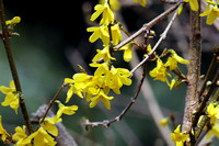 Forsythia (Yellow Bells), Waukesha, WI
