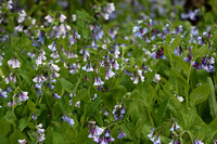 Blue Bells, Moraine State Forest