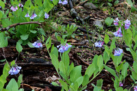 Blue Bells, Moraine State Forest