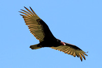 Turkey Vulture, Florida