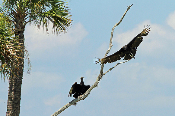 Black Vultures, Florida