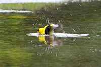 Goldfinch Bathing, Waukesha, WI