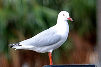 Silver Gull, Sydney, Australia