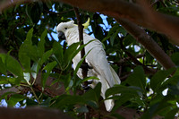 Australian Cockatoo, Sydney, Australia