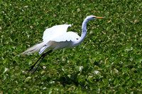 Egret, Florida
