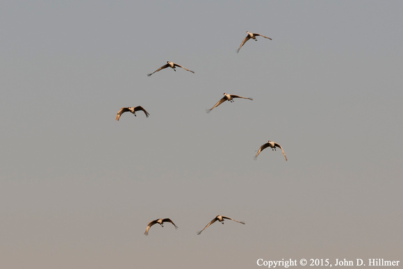 Sandhill Cranes, Horicon National Wildlife Refuge