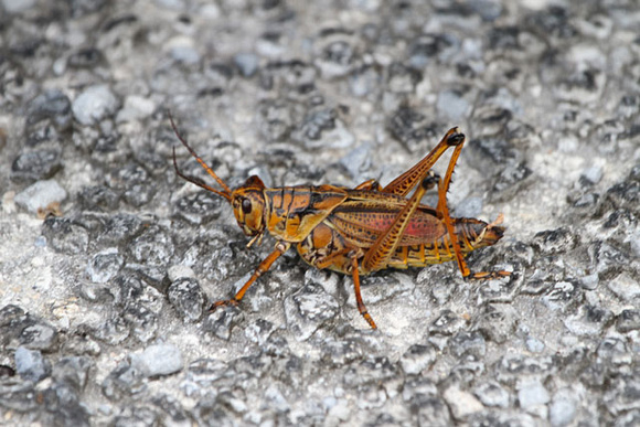 Locust, Everglades, FL