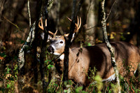 Buck, White Tail, Shenandoah N.P., VA