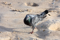 Rock Pigeon, Bondi Beach, Sydney, Australia
