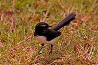 Willie Wagtail, Cairns, Australia