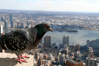 Pigeon, Empire State Building, NY