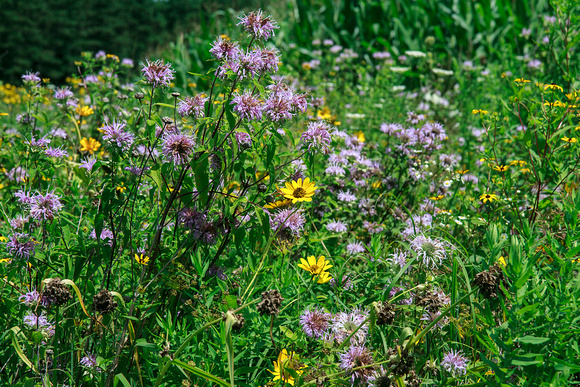 Pope Farm Conservancy - Wildflowers