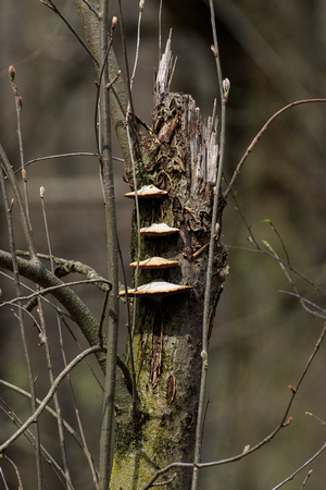Tree Mushrooms, Delafield, WI
