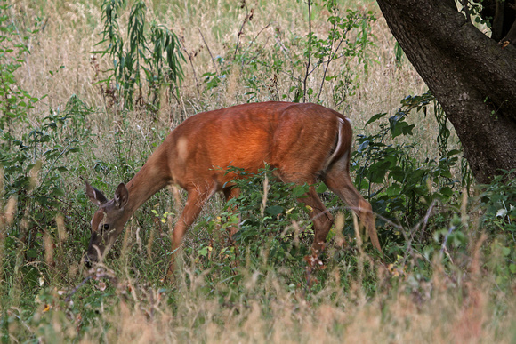 2012 - White Tail Deer, Kettle Moraine S.F.