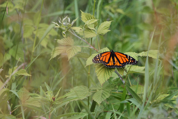 2012 - Monarch Butterfly, Kettle Moraine S.F.