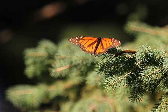 2012 - Monarch Butterfly, Kettle Moraine S.F.