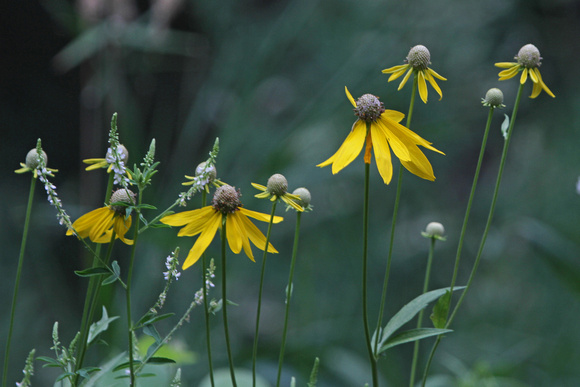 2012 - Wild Flowers, Kettle Moraine S.F.